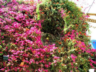 Photographs of Lanzarote. Photographs of Spain.: Marbella - Flowers