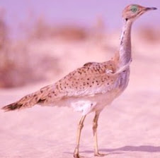Les oiseaux d'Algérie