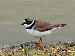 Semipalmated plover