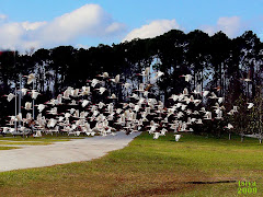 White Ibis, Flock