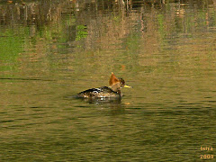 HOODED MERGANSER