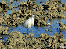 Snowy Egret Egretta thula