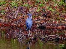 LITTLE BLUE HERON