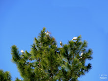 White Ibis