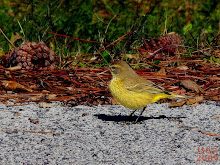 PALM WARBLER