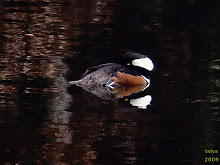 Hooded Merganser Lophodytes cucullatus