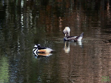 Hooded Merganser Lophodytes cucullatus