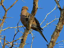 Mourning Dove  Zenaida macroura