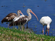 White Ibis , Eudocimus albus