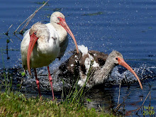 White Ibis , Eudocimus albus