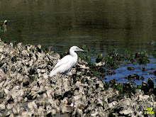 Little Blue Heron, Egretta caerulea, immature