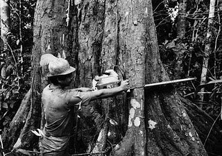 [chainsawing+a+huge+tree[1].jpg]