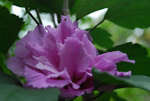 Purple Hibiscus