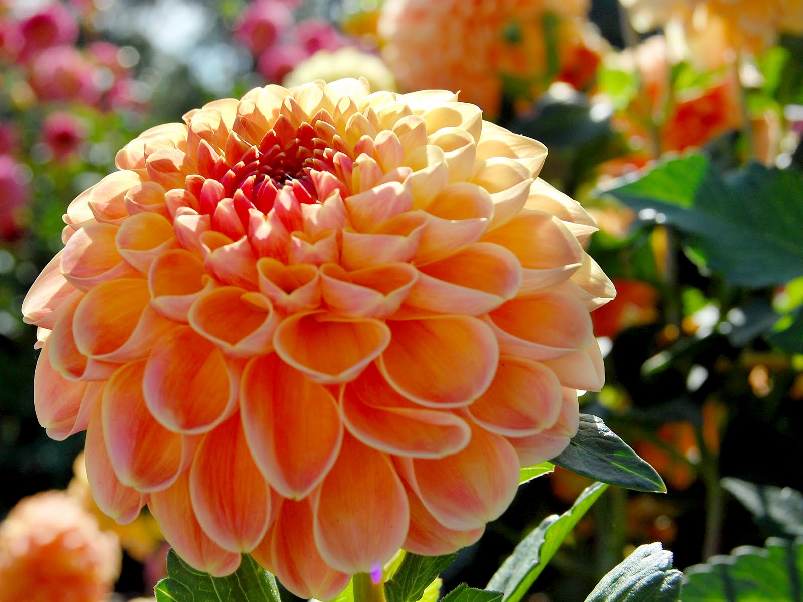 Salem, Oregon Daily Photo Diary Blooming Fields