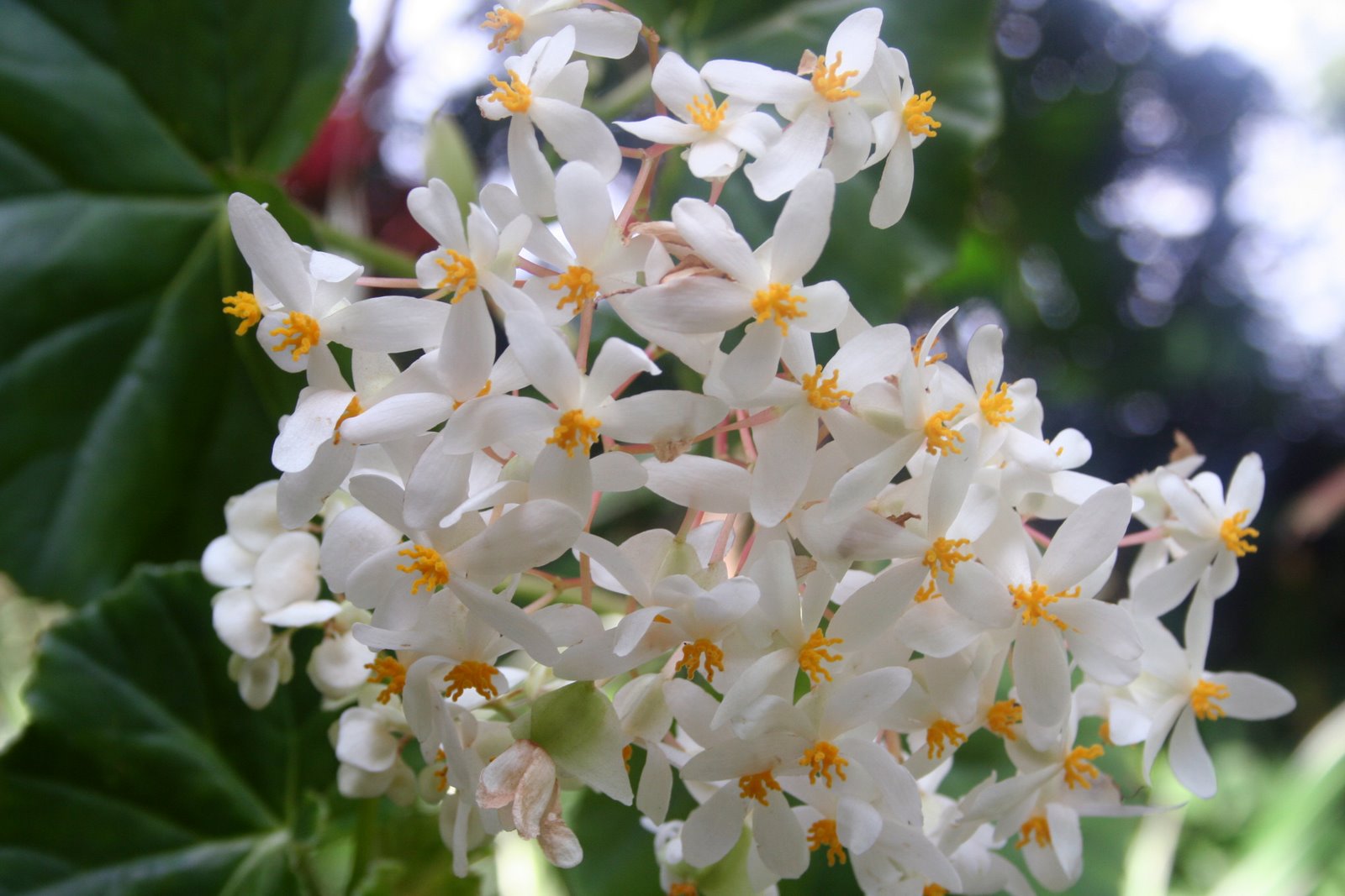 White Scented Flowers