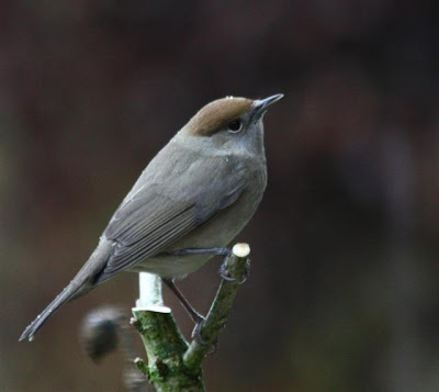 blackcap female