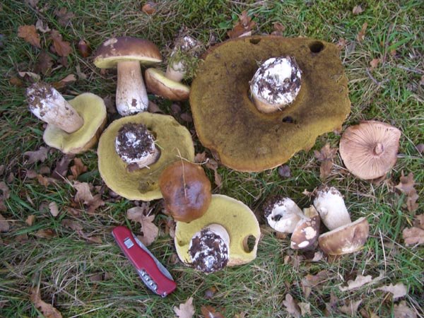 [Germany_Mushroom3.jpg]