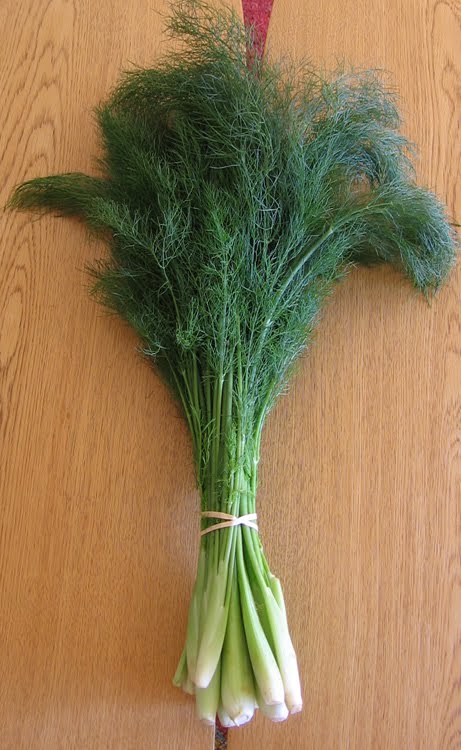 Finochio Vegetable