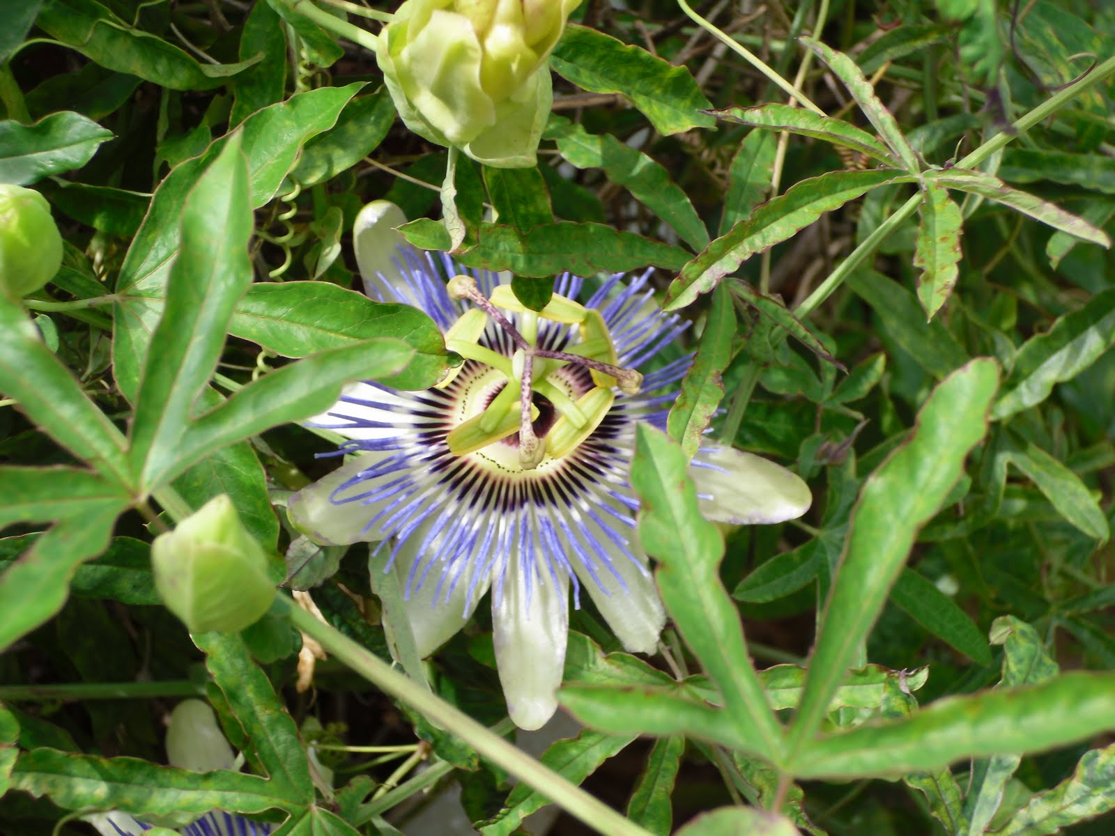 passion plant