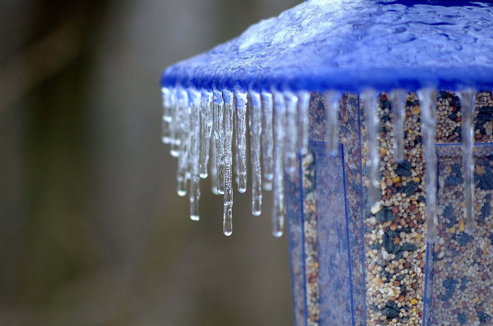 [Birdhouse_Ice2.jpg]