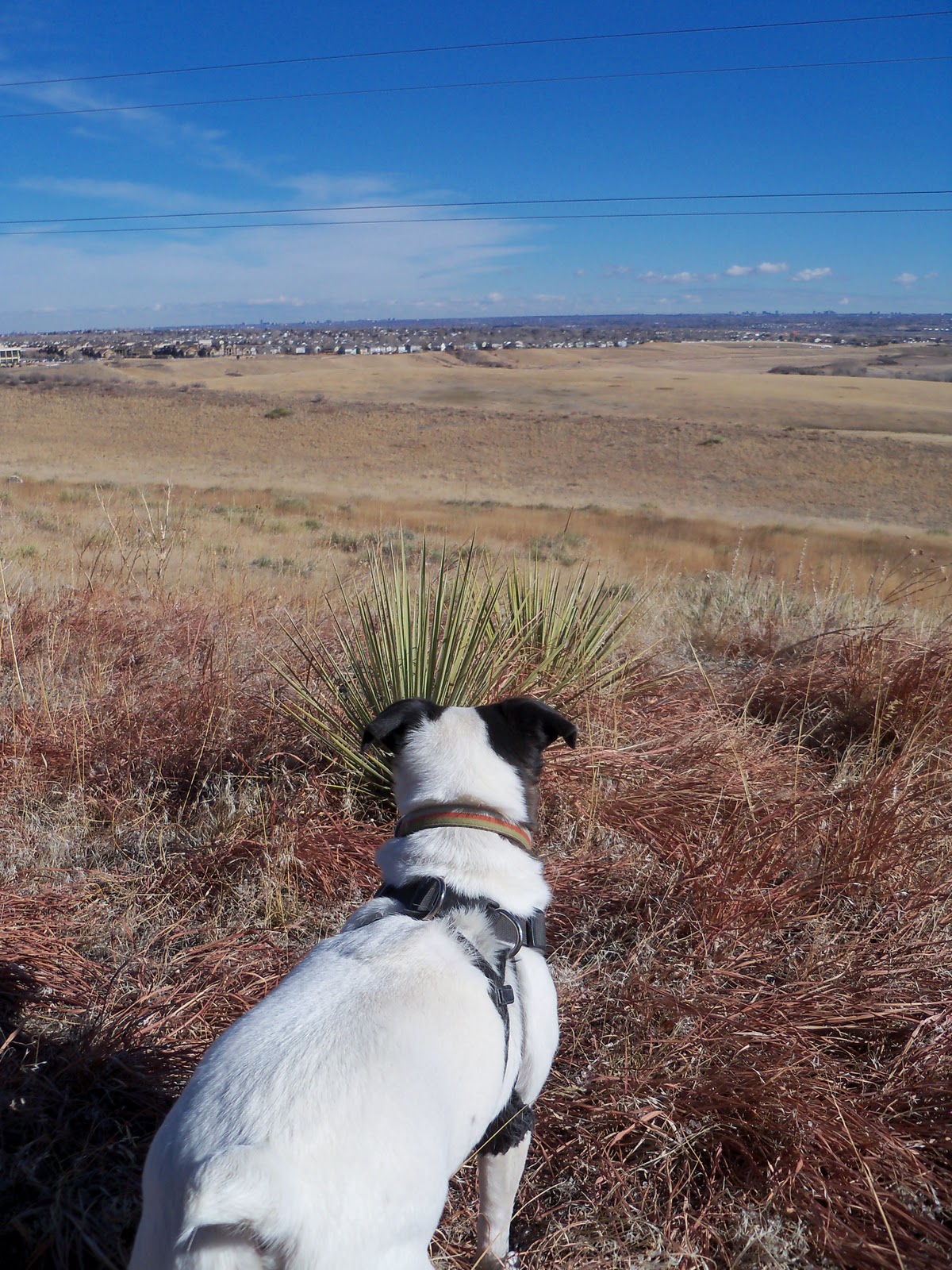 Trail and Park Reviews Hildebrand Ranch Park a new park in Jefferson