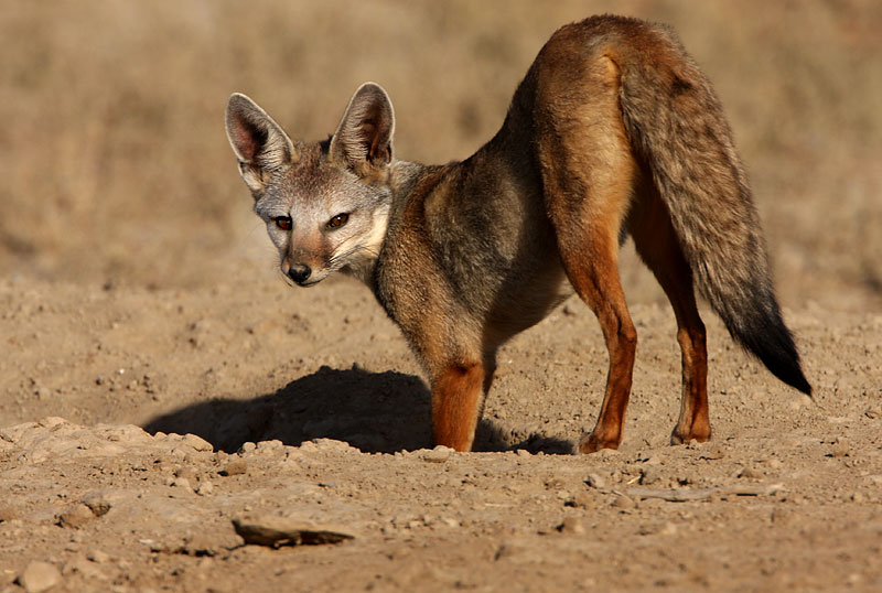 [fox-digging.jpg]
