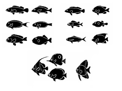 Sal's Snorkeling Adventure: November 2009