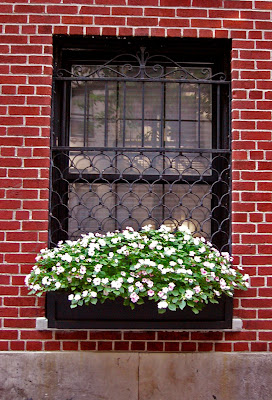 summer window boxes