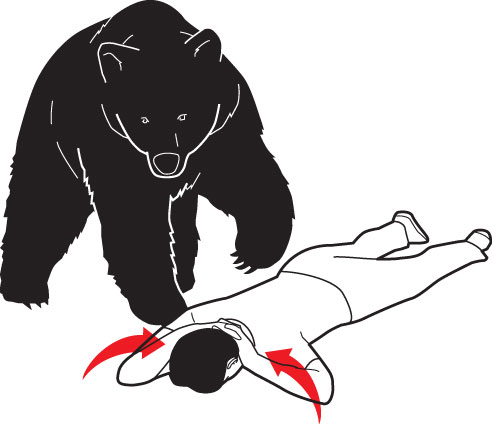 [Bear.jpg]