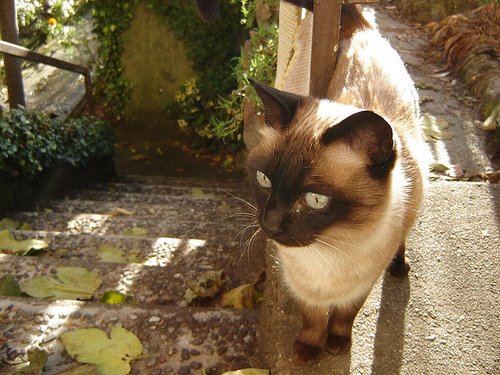[siamese.jpg]