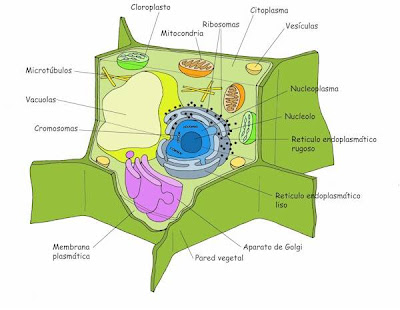 celula vegetal y sus partes. celula animal y sus partes.