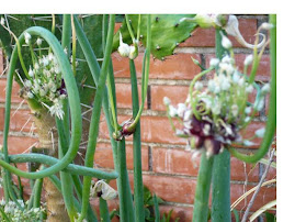 Plantas del Huerto