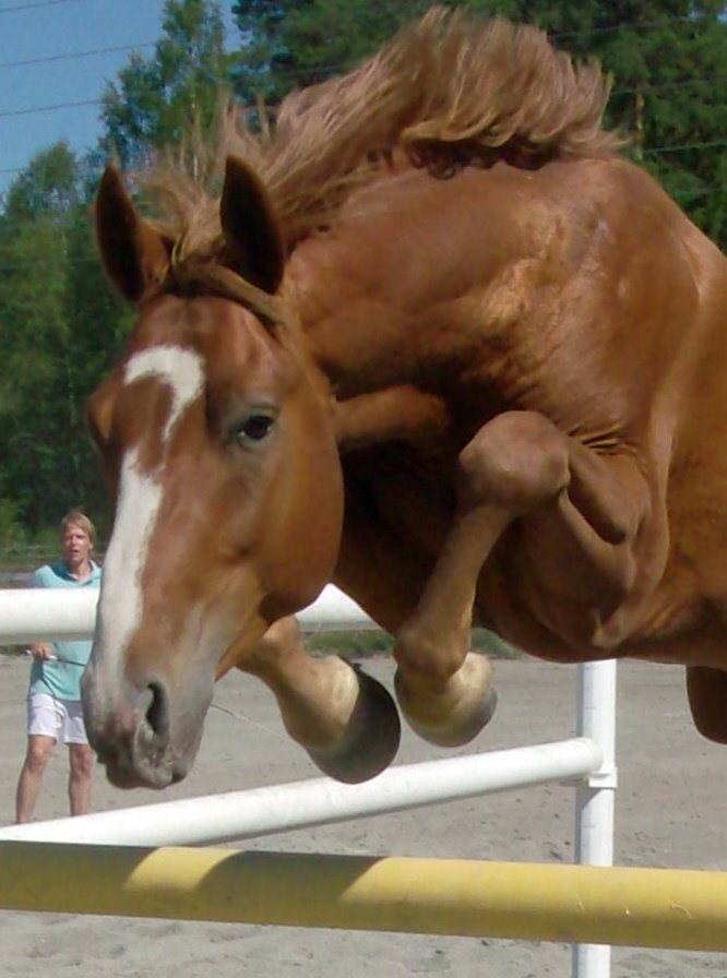 Фаллоимитаторы Лошадей