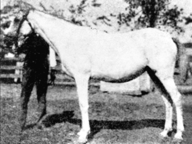 Banu Sanhadja Breeding focus Bani Sham Arabians