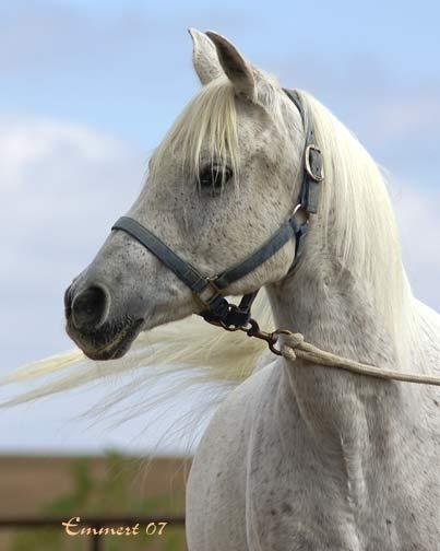 Banu Sanhadja Breeding focus Syrian blood lines