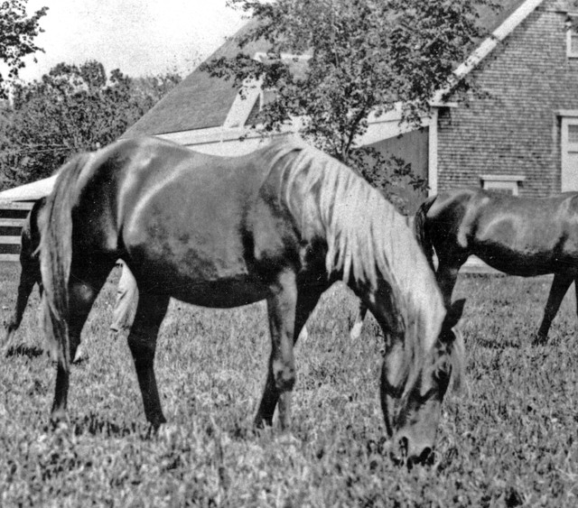 Banu Sanhadja Breeding focus bani Sham Arabians