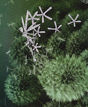 Pondering From The Pond