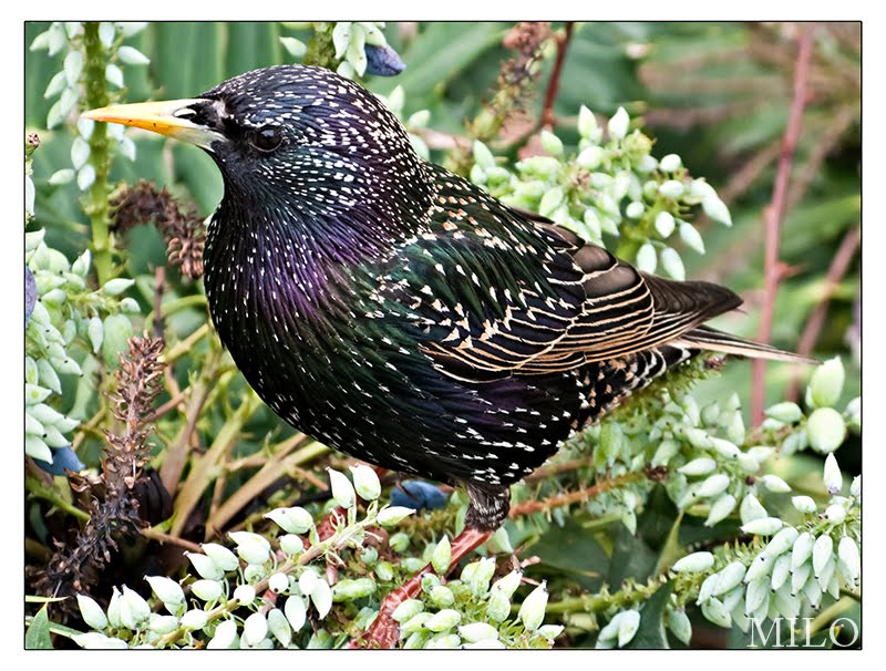 Dreamers Cove Common Birds of San Francisco