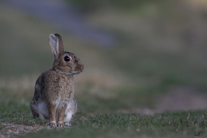 lapin curieux