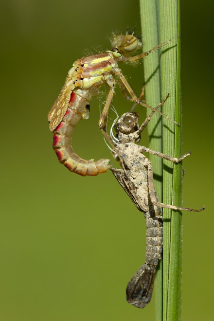 émergeance de demoiselle