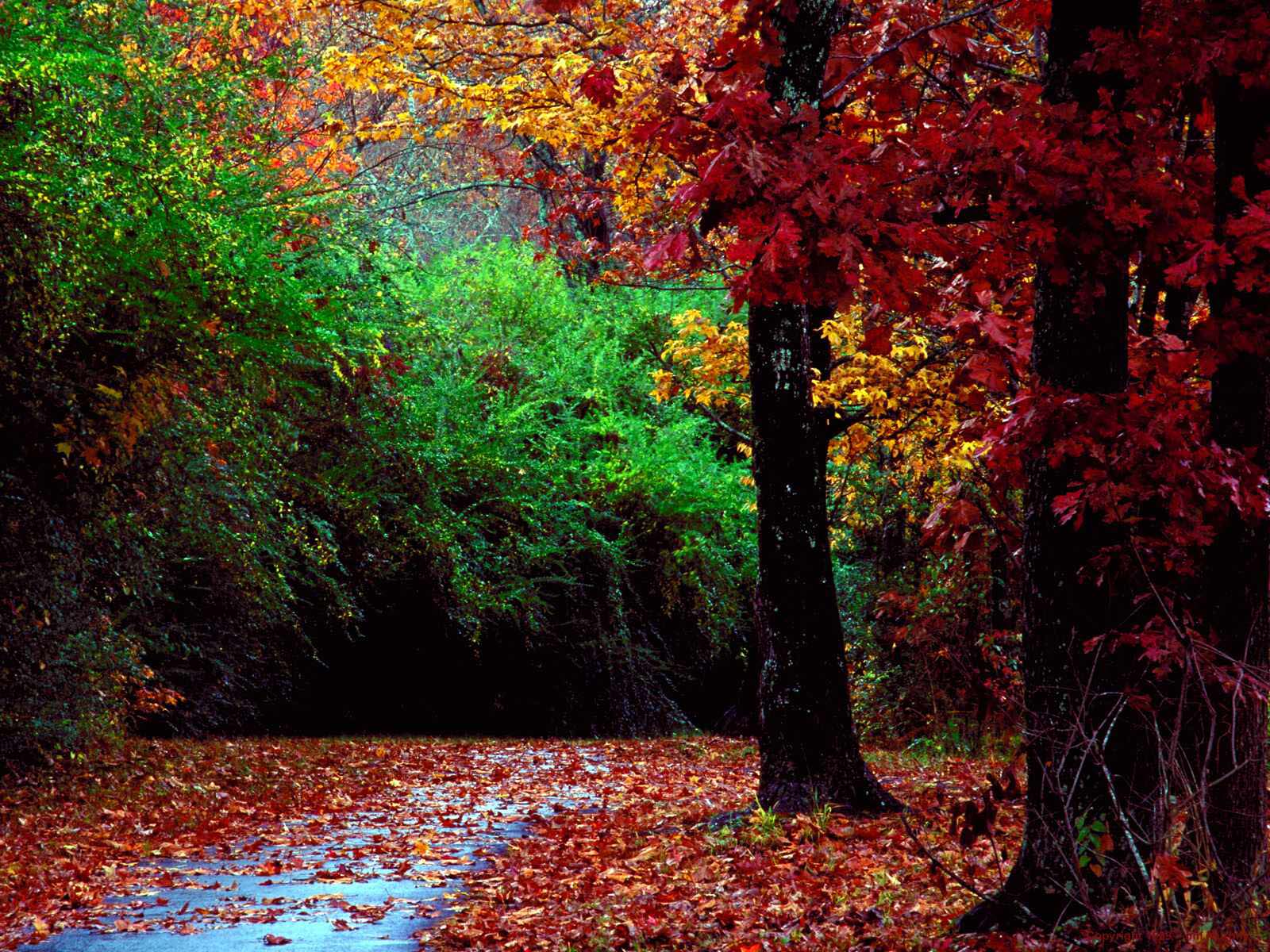 http://1.bp.blogspot.com/_KDZ9W6fKcbc/TOqKiwdz_iI/AAAAAAAABDQ/lgcLkp_RphM/s1600/autumn-forest-wallpapers_1066_1600.jpg