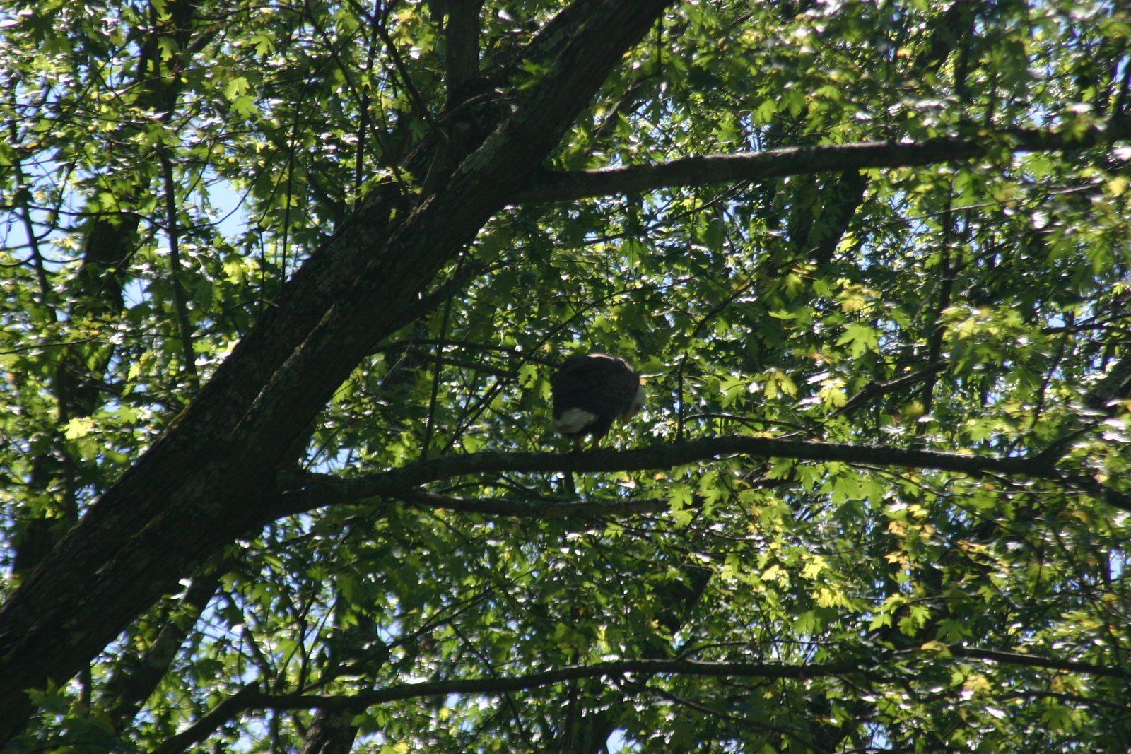 [eagle.JPG]