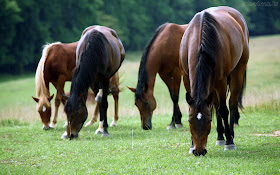 Carrapatos podem trazer danos à saúde de cavalos e potros e