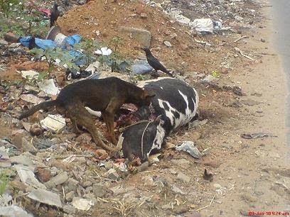 ಕನ್ನಡ ಹಾಗೂ ಕರ್ನಾಟಕ ದ್ರೋಹಿಗಳು