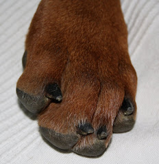 Lämna gärna ett tassavtryck!