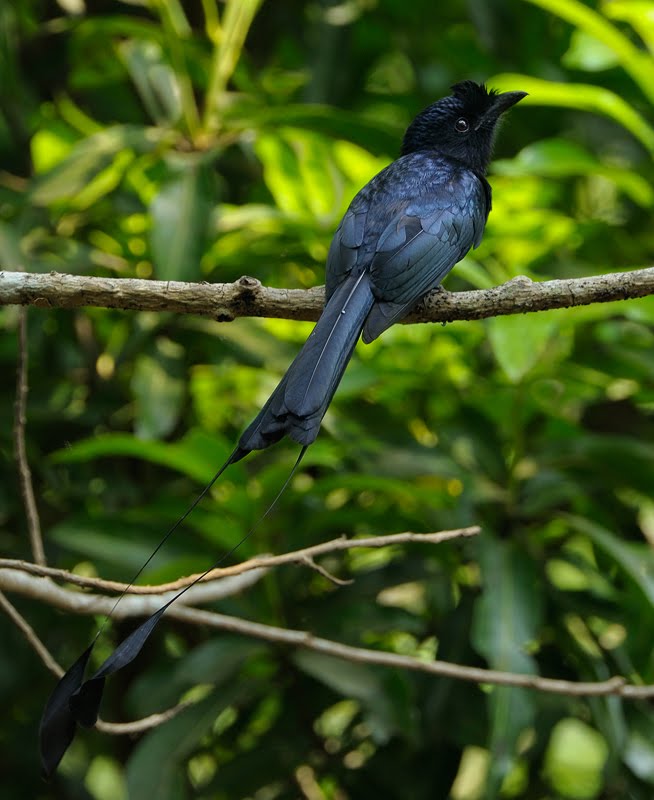 [Lesser+Racket-tailed++Drongo.jpeg]