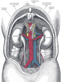 Abdomen