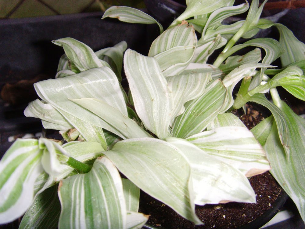The Plant Princess 6 Kinds of Variegated Wandering Jew