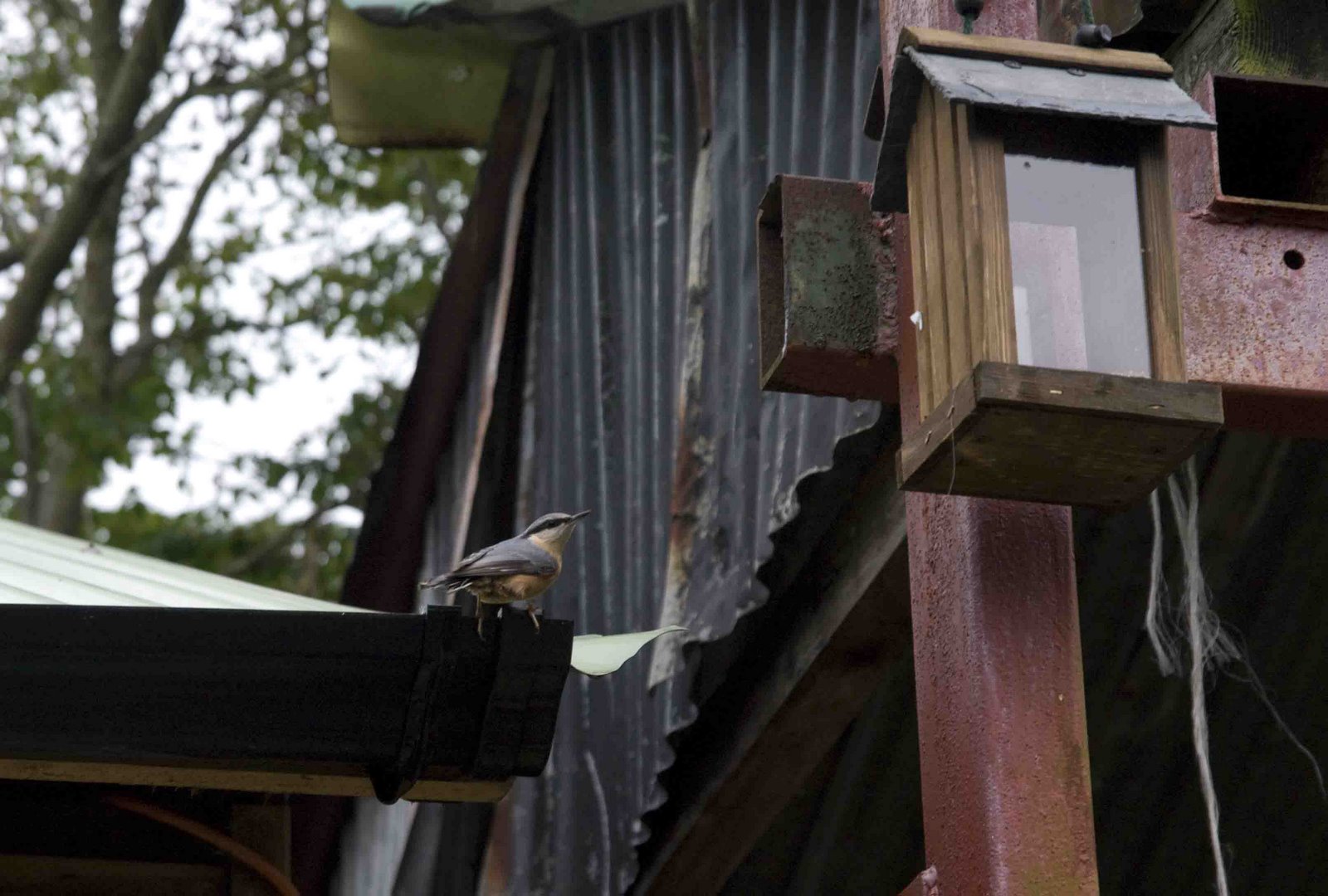 [nuthatch+(1+of+1).jpg]