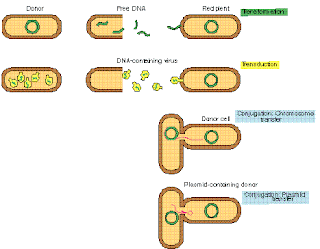recombination